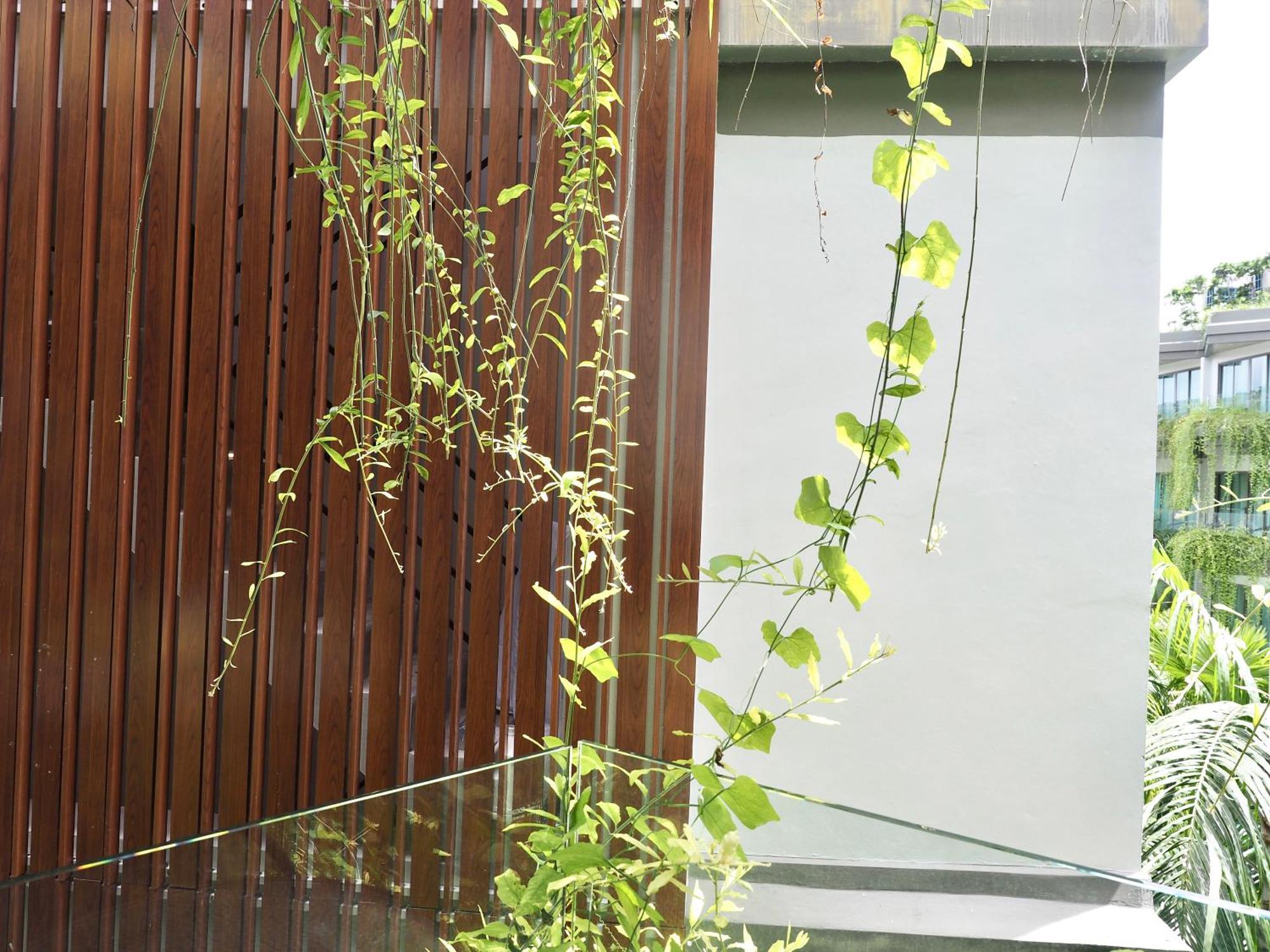 攀瓦布里海滨度假村【SHA Extra Plus】 攀瓦海滩 外观 照片 A green wall in Singapore